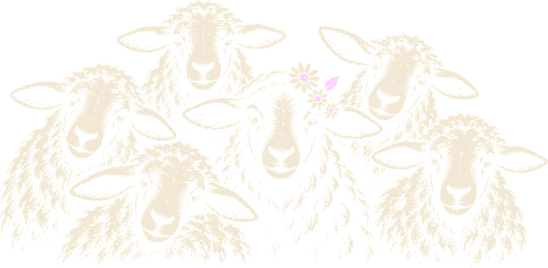 A herd of white sheep gathered around one black sheep wearing daisies
